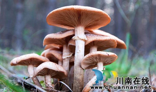 川南香菇烟火中(图3) 云海绕山