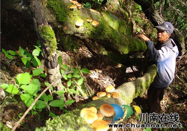 川南香菇烟火中(图1) 我的故乡藏在川南叠翠的群山深处