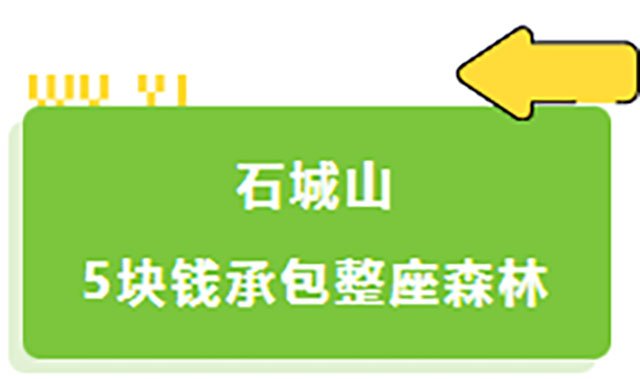 圆润饱满的猕猴桃挂满枝头