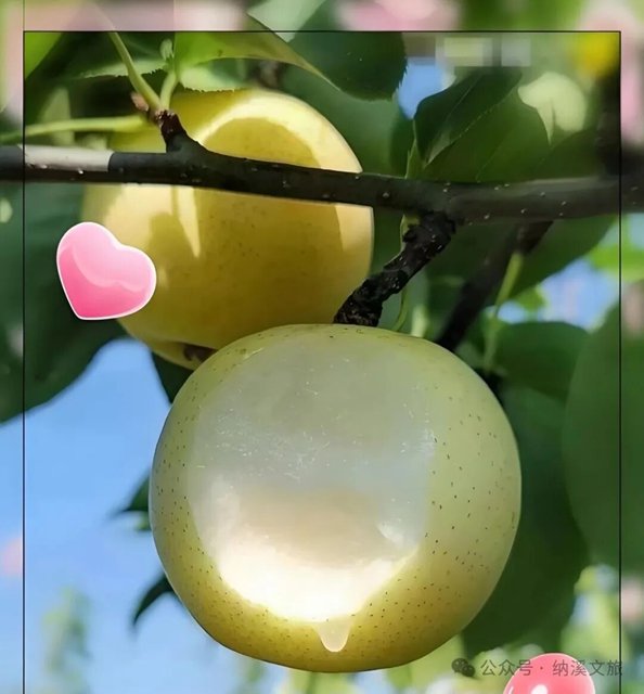 甜蜜预警!纳溪天仙镇的“梨”不开和“猕”之恋,熟了!(图2) 终于成熟啦