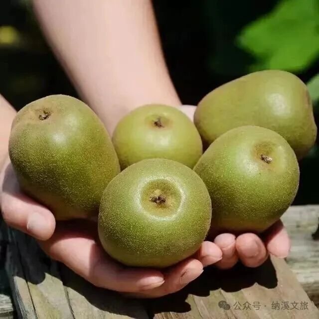 甜蜜预警!纳溪天仙镇的“梨”不开和“猕”之恋,熟了!(图5) 这是天仙镇一年一度的“高甜”预警
