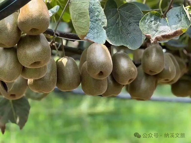 甜蜜预警!纳溪天仙镇的“梨”不开和“猕”之恋,熟了!(图12) 同题参见别被它朴实的外表骗了