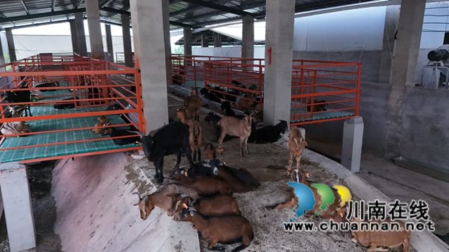 红汤羊肉的醇厚香气与苗族芦笙的悠扬旋