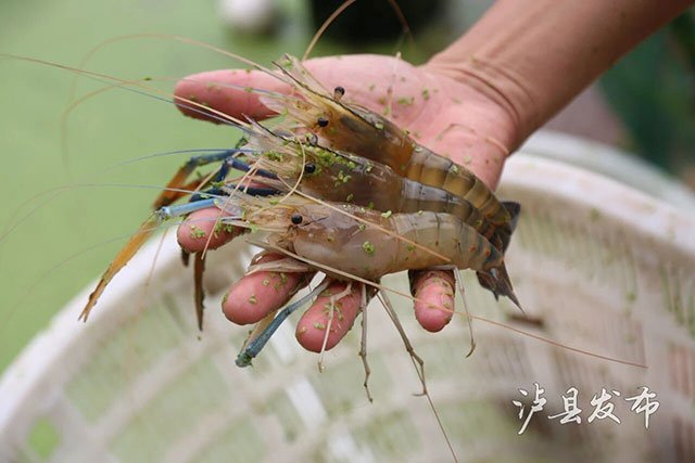 39元/斤!泸县这里的大头虾丰收,年产万斤不够卖(图6) 只见工人们在虾塘有序地拉网