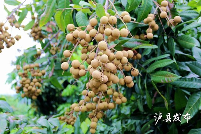 走进泸县潮河镇红兴村的龙眼树林